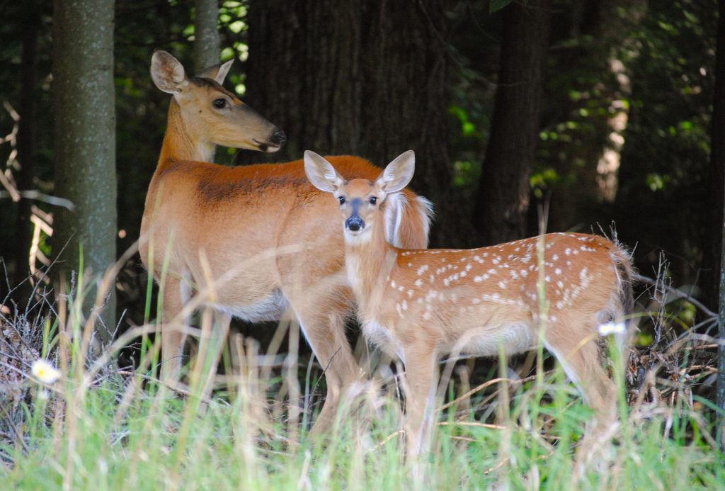 Spotty offspring